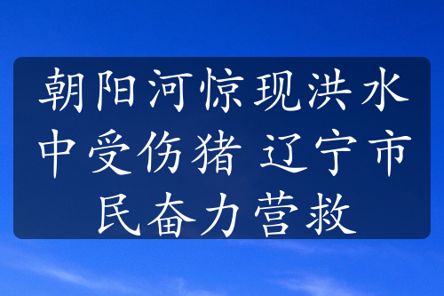 朝阳河惊现洪水中受伤猪 辽宁市民奋力营救