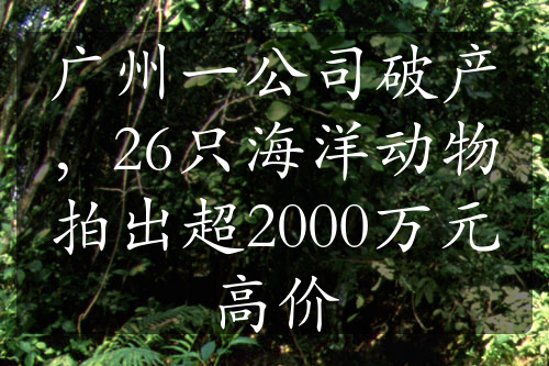 广州一公司破产，26只海洋动物拍出超2000万元高价