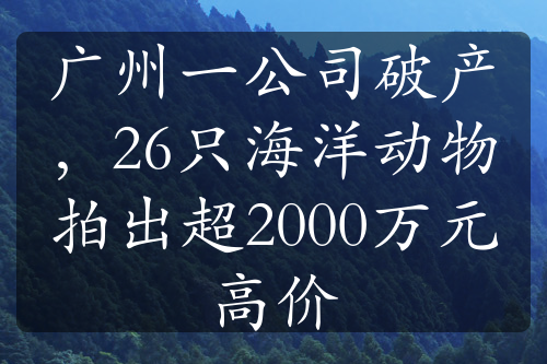 广州一公司破产，26只海洋动物拍出超2000万元高价