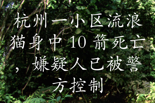 杭州一小区流浪猫身中 10 箭死亡，嫌疑人已被警方控制